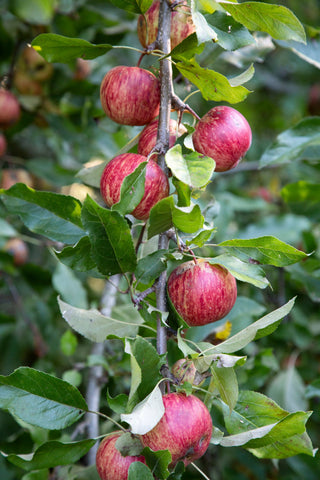 Over 30 varieties of apple trees in the Food Forest