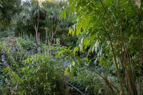 The wild Food Forest incorporates NZ native trees.