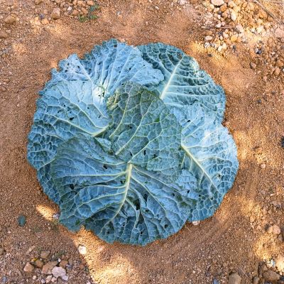 cabbage bowl prep