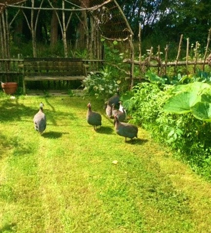 Guinea fowl on slug patrol in the kitchen garden