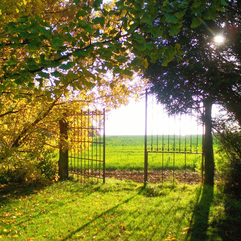 blogtober favourite things about autumn - light coming through the autumn trees, opened garden gate leading to a field, leaves changing colours