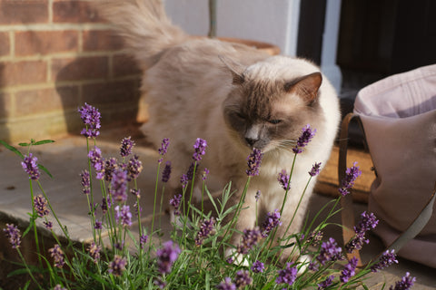 Katze auf Terrasse, die an frischem Lavendel schnuppert