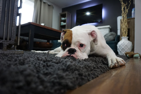 Weißer Hund mit braunem Fleck an einem Auge liegt im Wohnzimmer auf schwarzem Flokati-Teppich