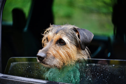 Kleiner Mischlingshund, der aus geöffnetem Autofenster schaut