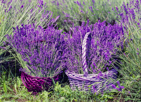 Zwei Körbe voller geerntetem Lavendel vor einem Lavendelfeld
