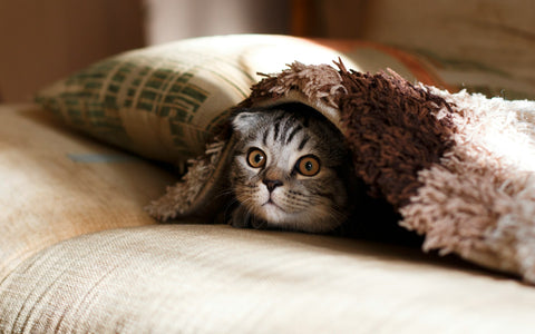 Süßes Kätzchen, das sich auf ellem Sofa unter Wolldecke versteckt