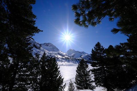 Zirbenwald in den Alpen