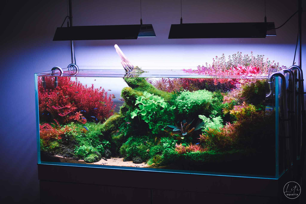 The Valley of Harmony Aquascape