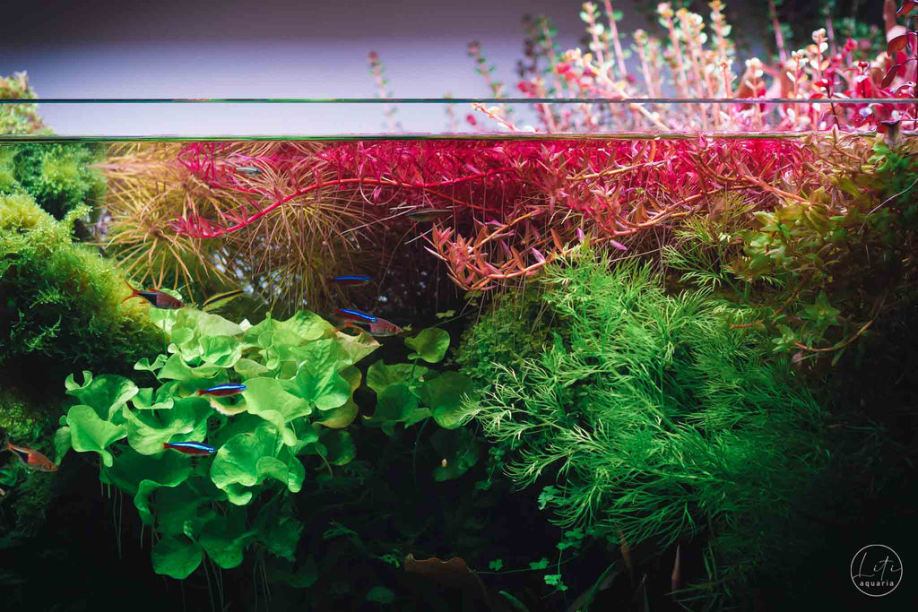 The Valley of Harmony Aquascape