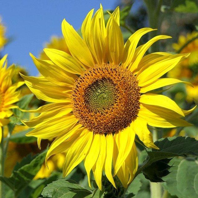 kids-grow-your-own-kits-sunflower