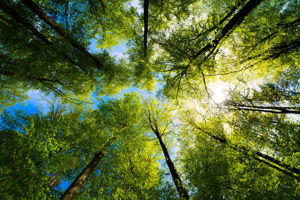 a view of tall trees looking up to a sunny sky 