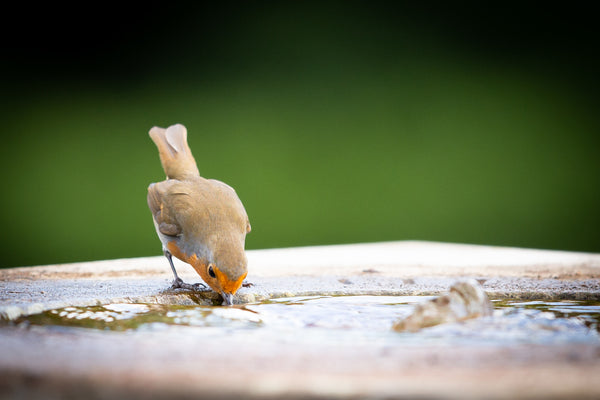 robin drinking from a bird bath