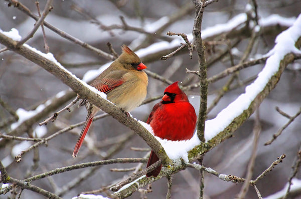 pair of cardinals perching on a snowy branch