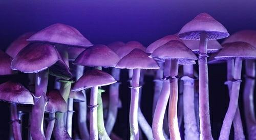 led grow lights for mushroom