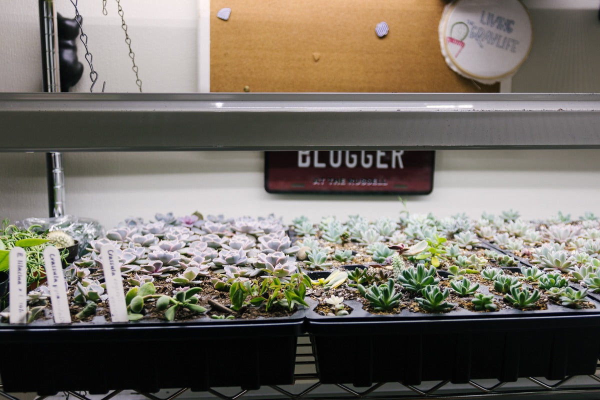 Comprehensive Guide: LED Grow Lights for Indoor Succulent Plants