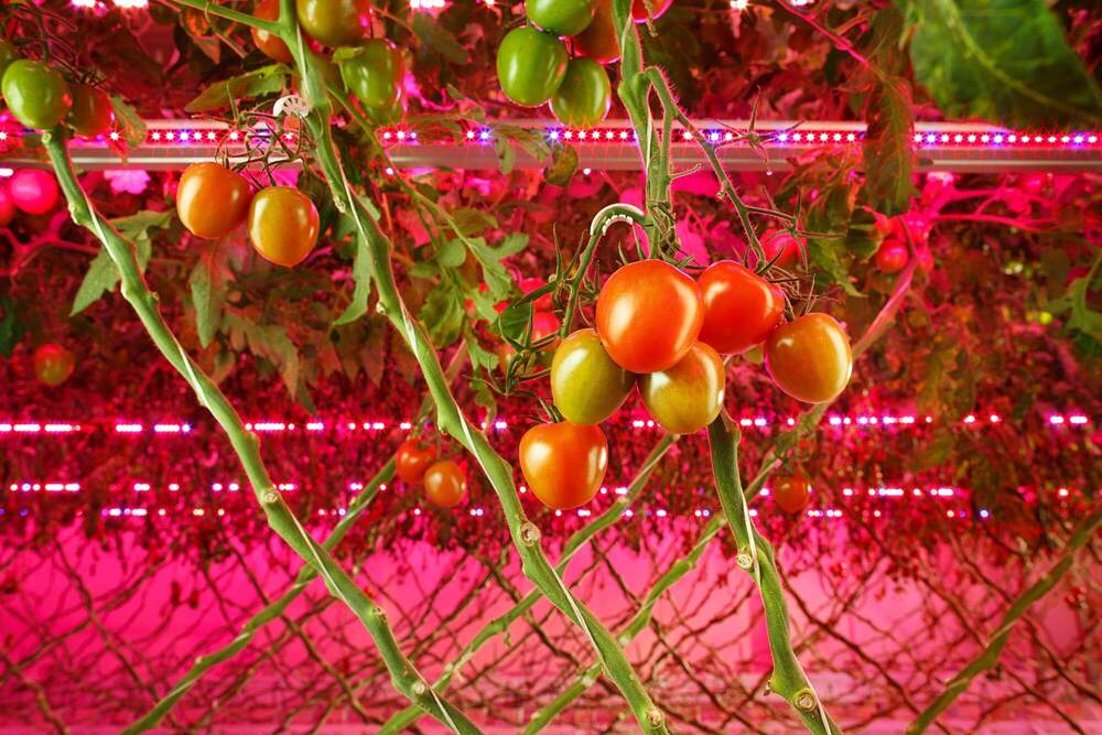 led grow lights for tomatoes