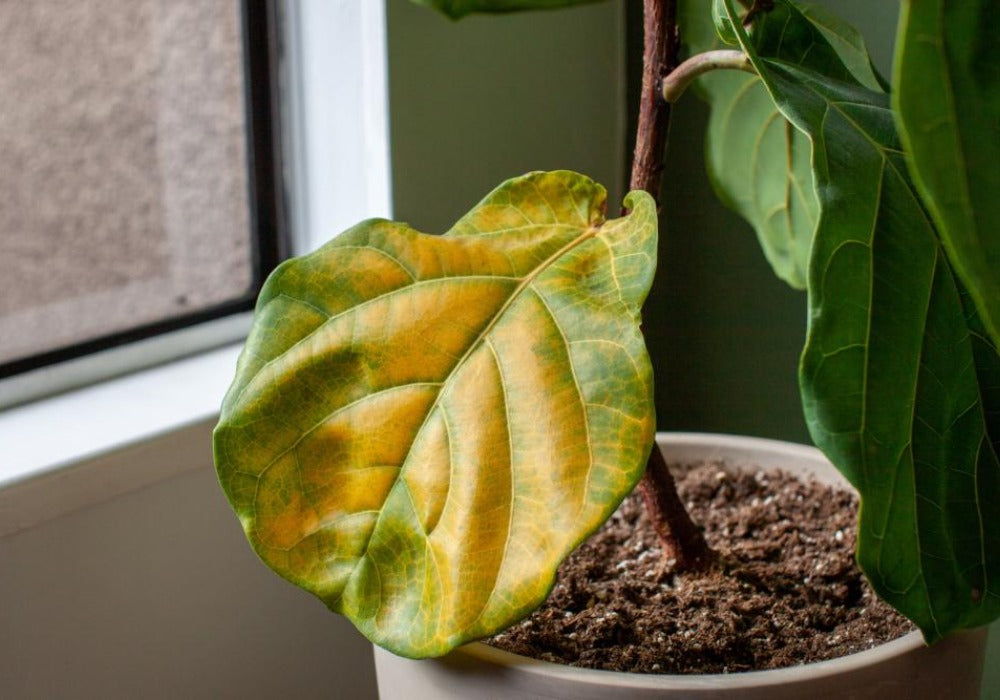 Identifying Symptoms of Disease of indoor Plants and Promoting Plant Health