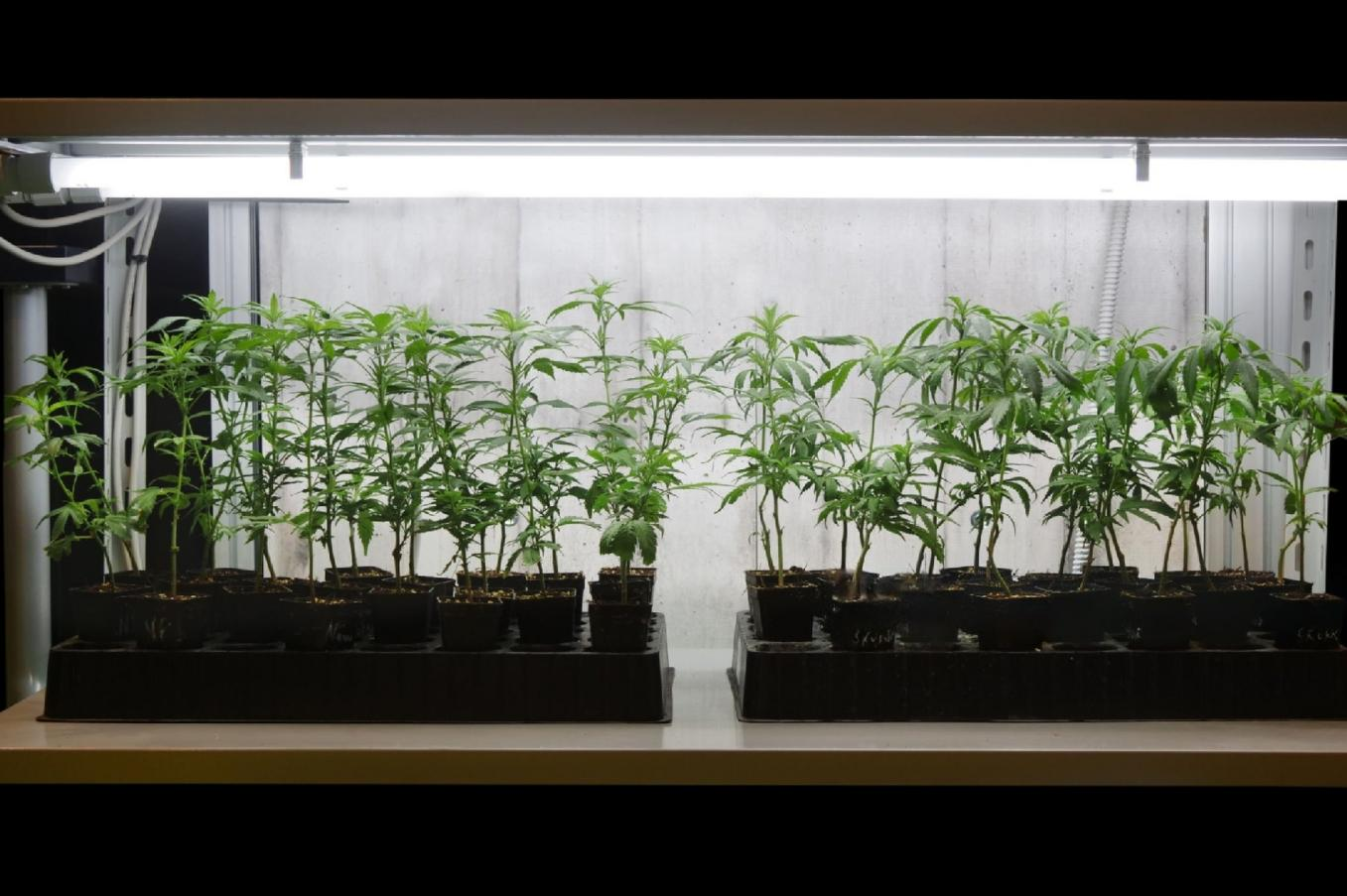 Can You Use Regular Fluorescent  Light to Grow Plants?
