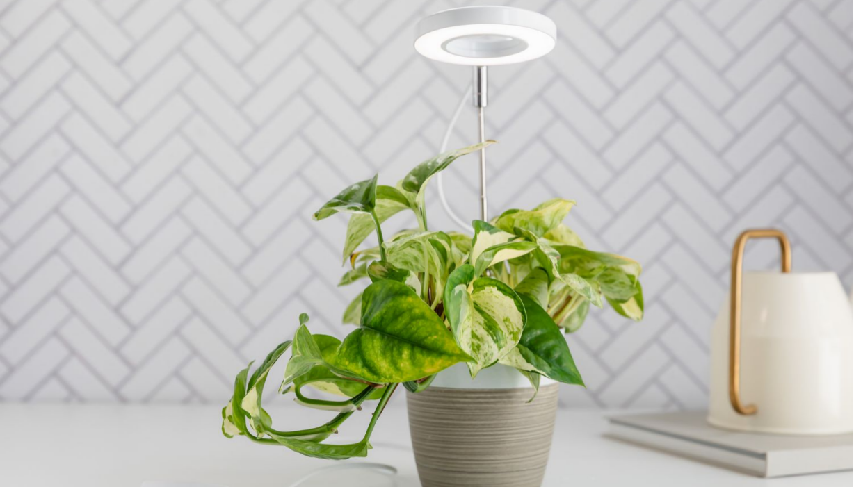 Can You Use Regular Fluorescent  Light to Grow Plants?