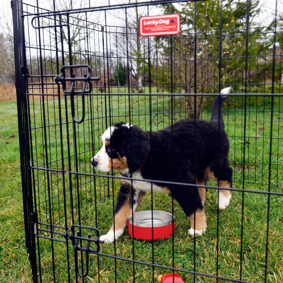 Lucky Dog® Play Series Exercise Pens