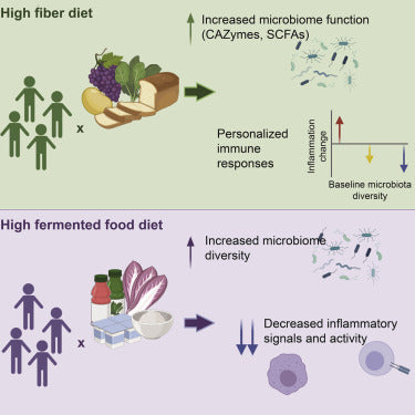 High Fibre Diet vs High Fermented Food Diet