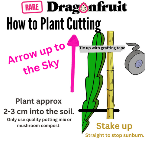 how to grow dragon fruit cuttings