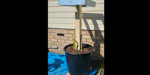 growing dragon fruit from cuttings