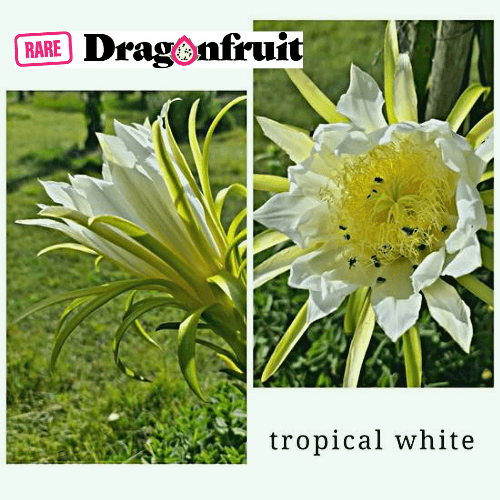 White Dragon Fruit, 1 ct - King Soopers