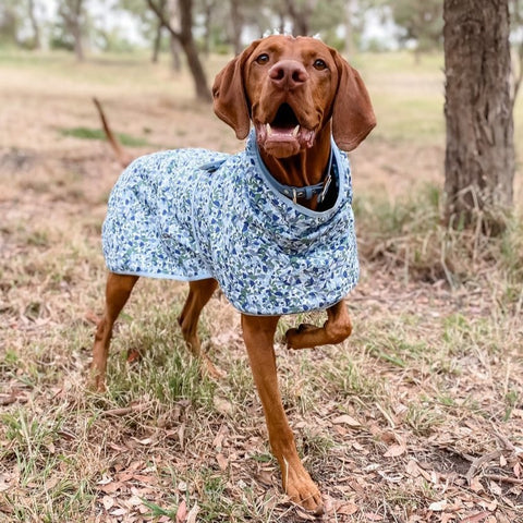 A dog wearing a Snoot Style dog raincoat.