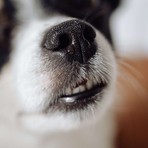 Close up photo of a dog's nose