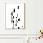 Load image into Gallery viewer, Wild Teasel B&amp;W - Floral Photography
