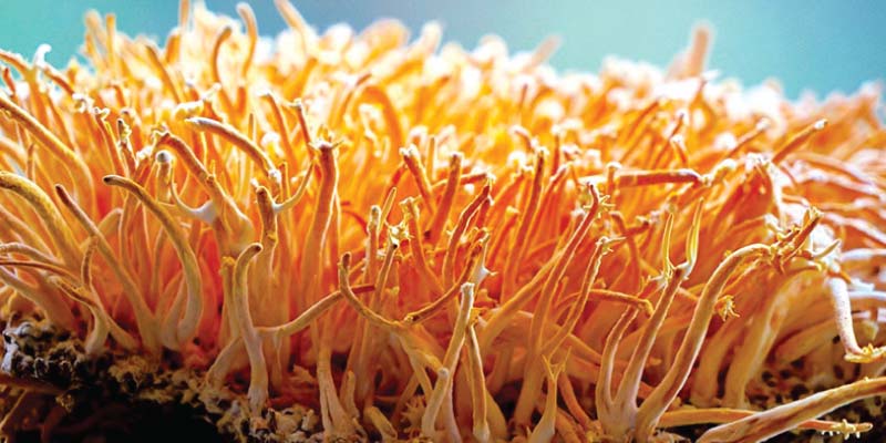 cordyceps medicinal mushrooms health benefits