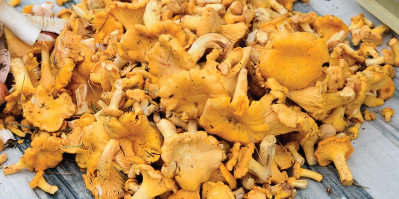 maitake mushrooms health benefits