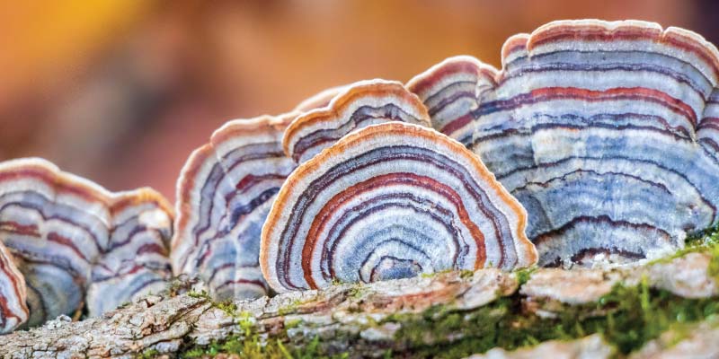 turkey tail mushroom health benefits