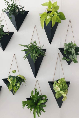 How to decorate the wall of your house plants