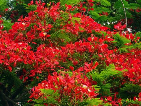 Flame Tree | 800 Flower