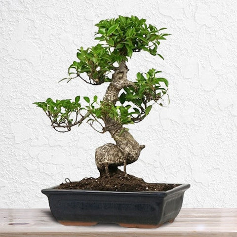 China Bonsai | 800 Flower Dubai