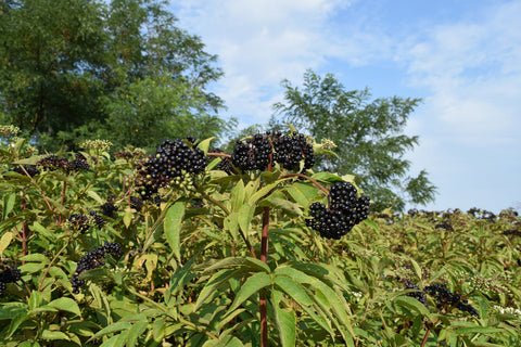 elderberry plant photo