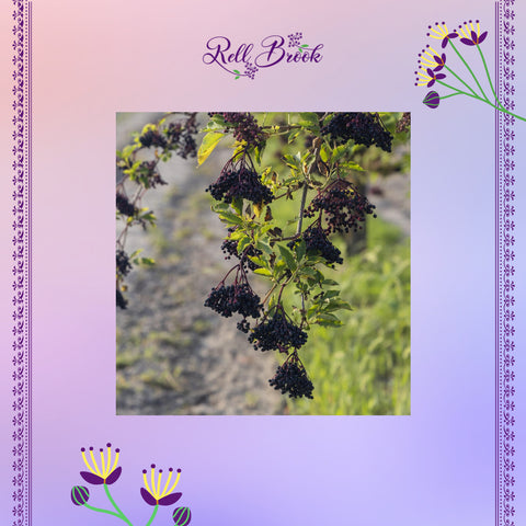 Elderberry bush and black elderberry