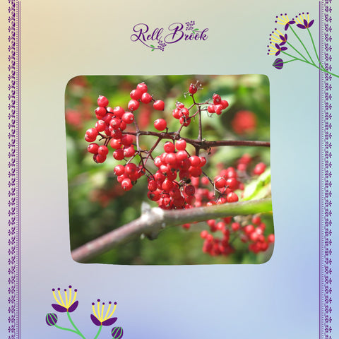 Wild Elderberry