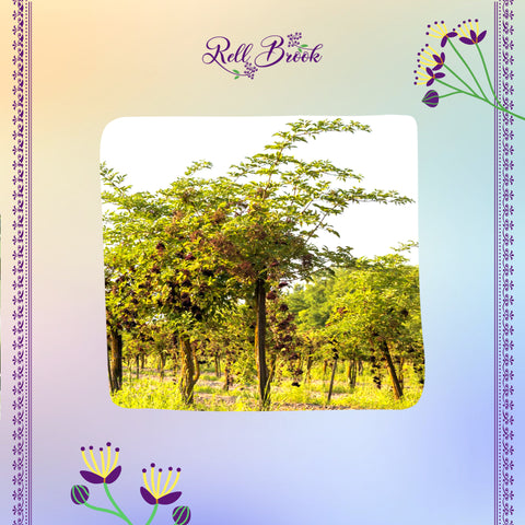 Elderberry bush and tree