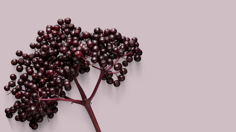 elderberry product image