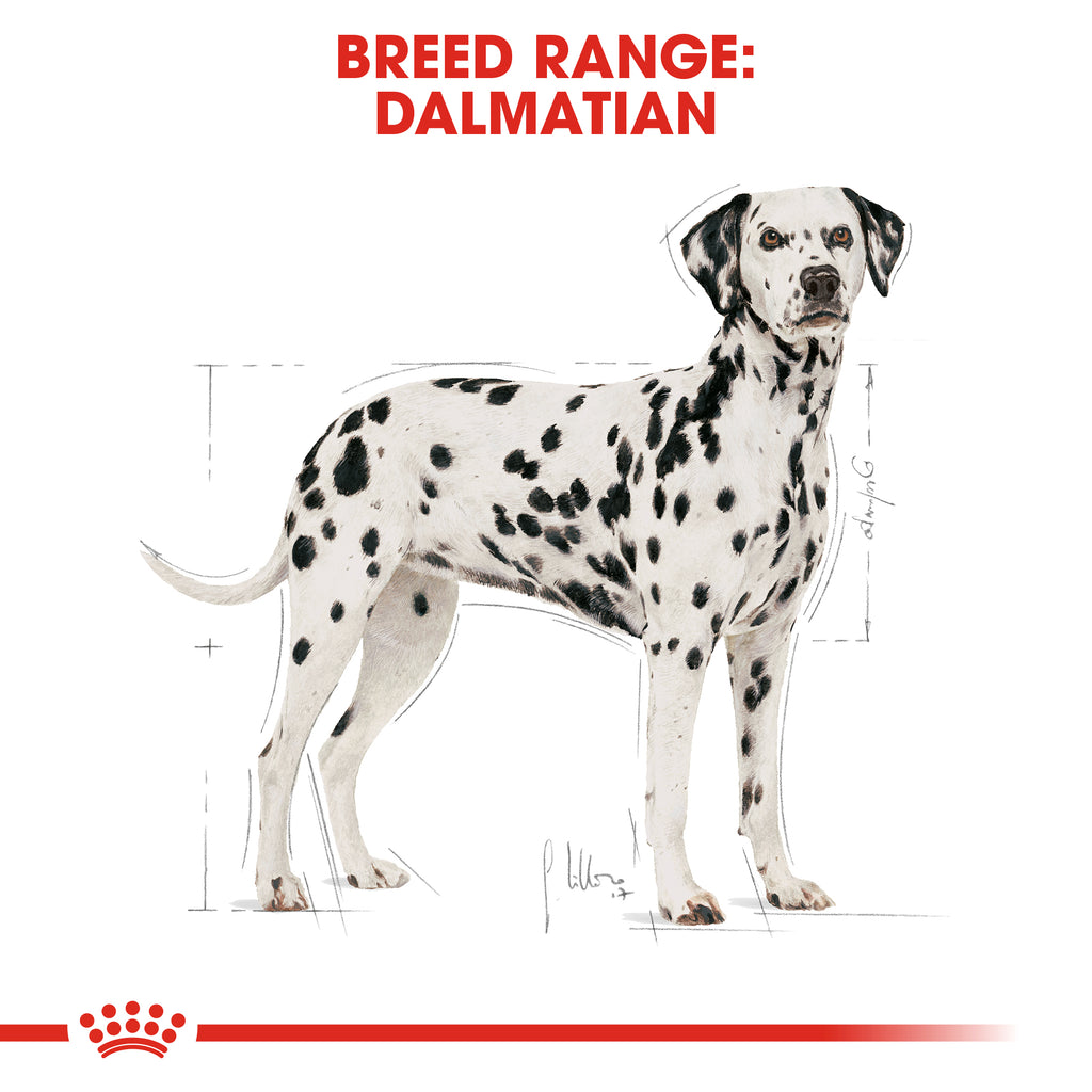 when does a dalmatian mature