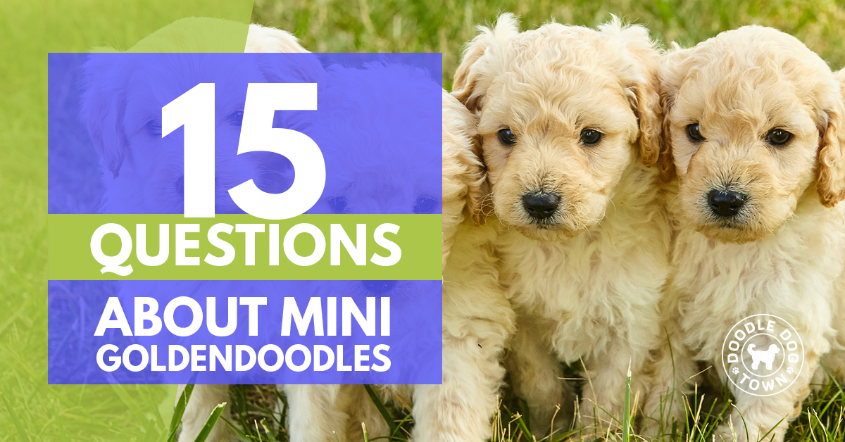 15 questions about mini goldendoodles in purple and green box header with 4 little blond goldendoodle puppies and Doodle Dog Town logo watermark