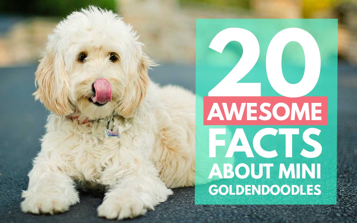 11 Facts About the Goldendoodle