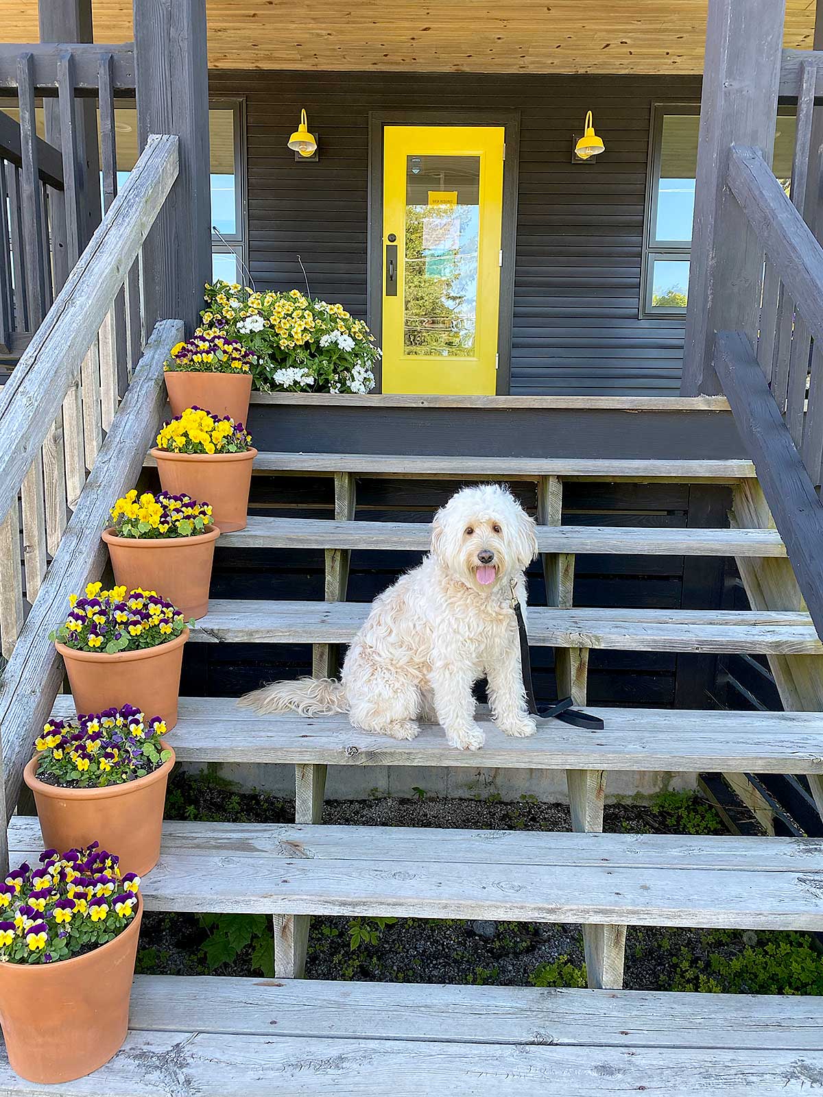 mini goldendoodle dog sitting on wooden steps with 6 pots of beautiful yellow and purple flowers on each step with yellow door on top of stairs