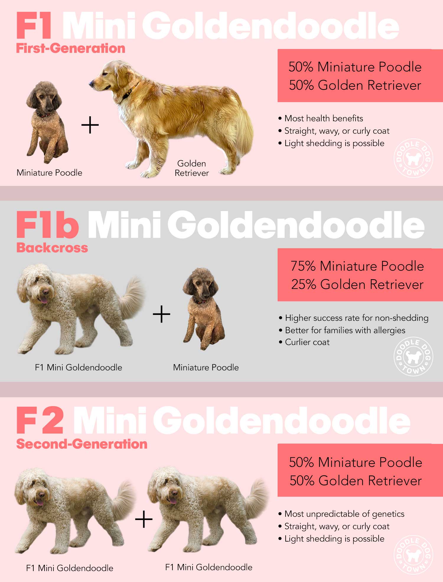 Diagram illustration with real photos showing the difference between F1, F1b and F2 Mini Goldendoodles