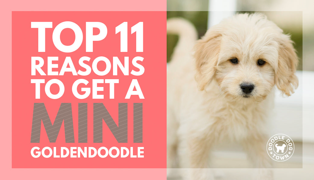 Top 11 Reasons to get a Mini Goldendoodle with hot pink background and adorable cute puppy walking on the right with Doodle Dog Town logo watermark