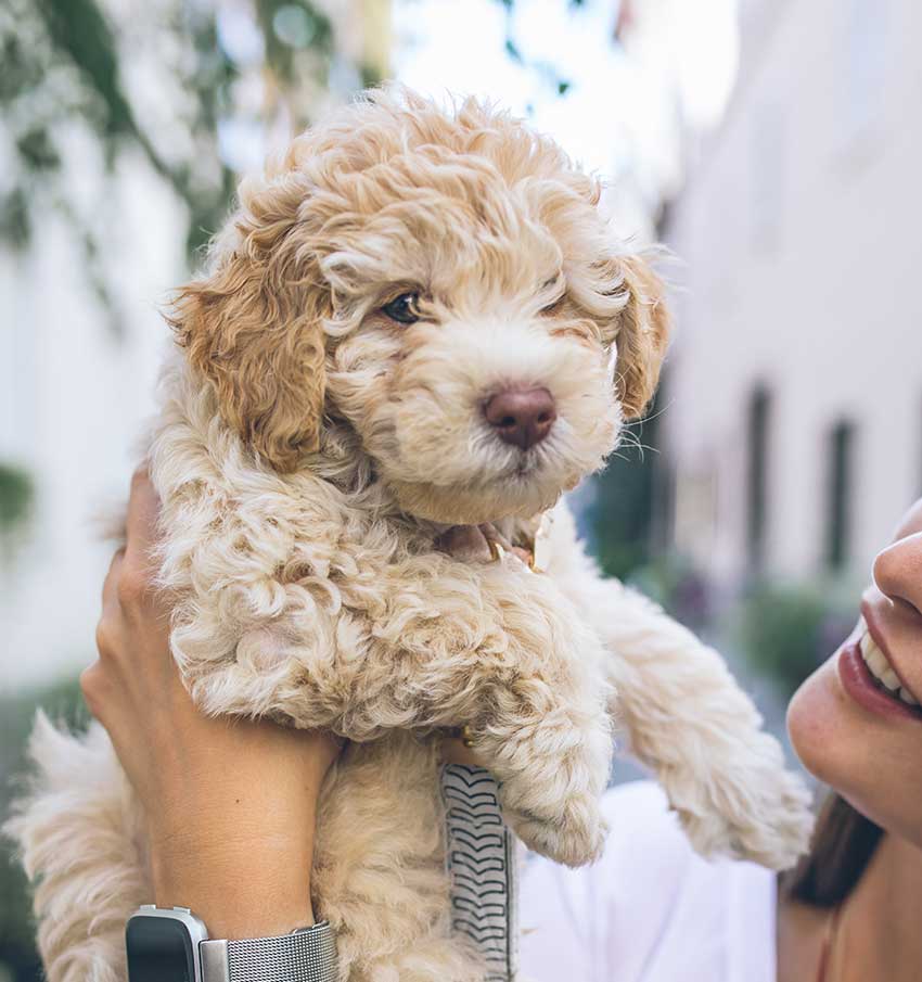 woman holding up to her face a cute doodle dog puppy with blond curly hair