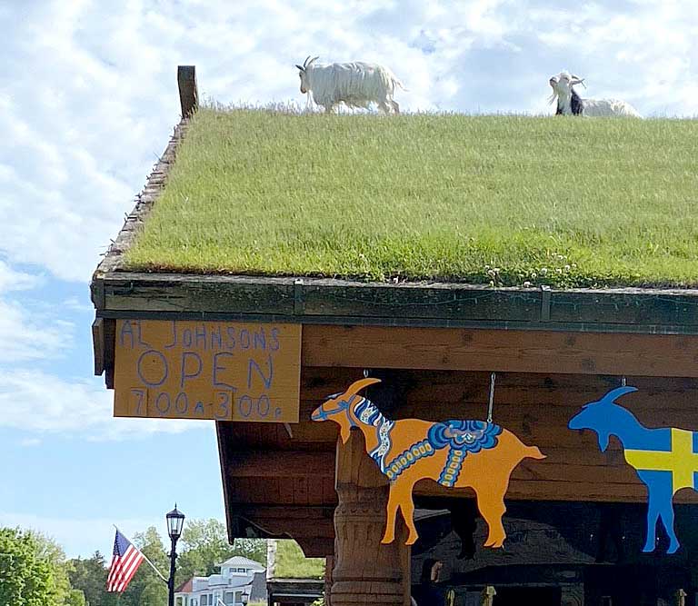 sheep on top of grass roof at Al Johnson's Swedish Restaurant & Butik